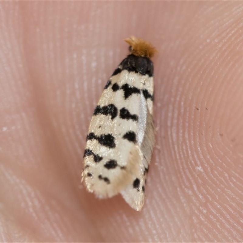 Iphierga sp. (genus)