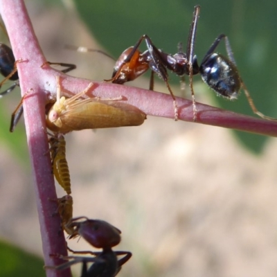 Ipoella sp. (genus)