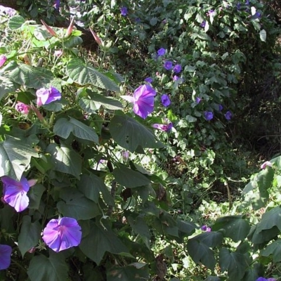 Ipomoea indica