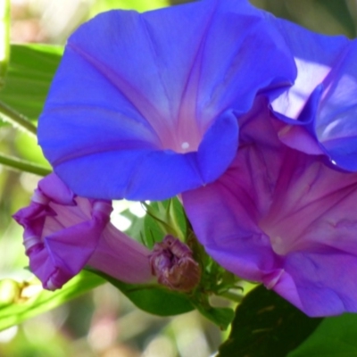 Ipomoea indica