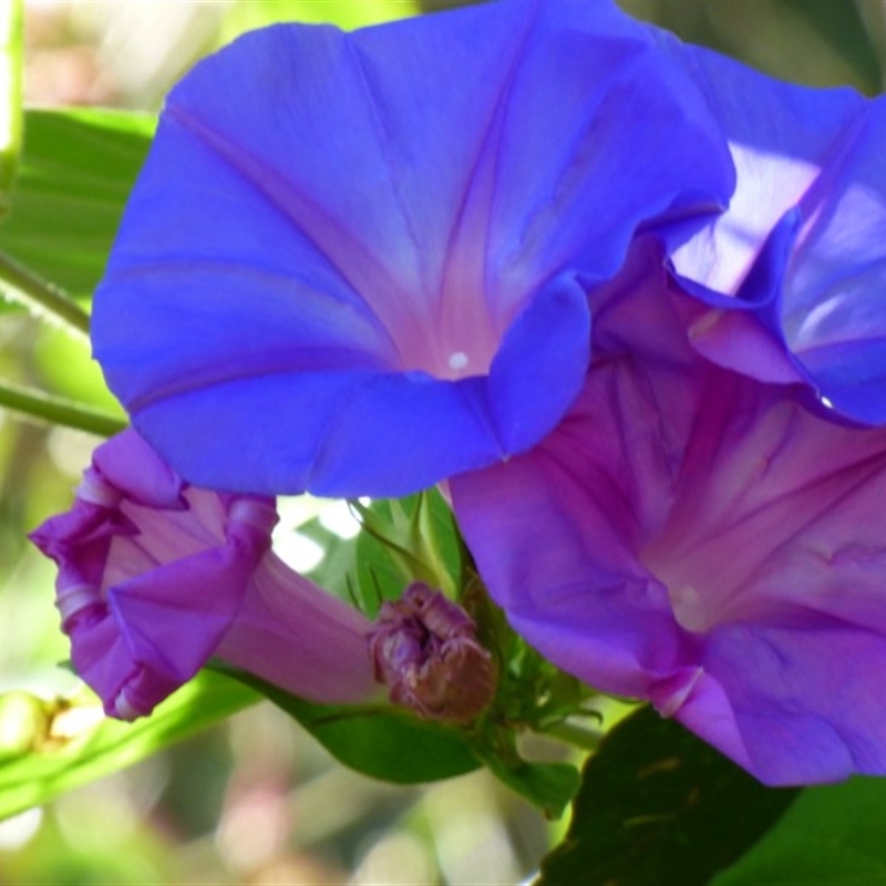 Ipomoea indica