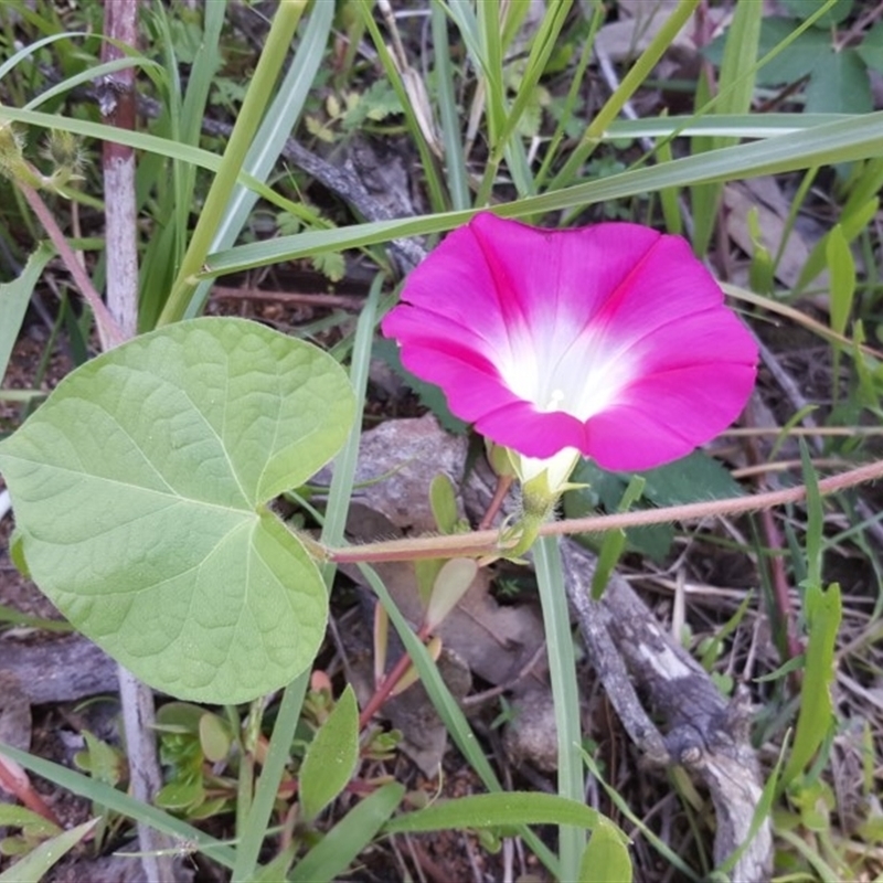 Ipomoea purpurea