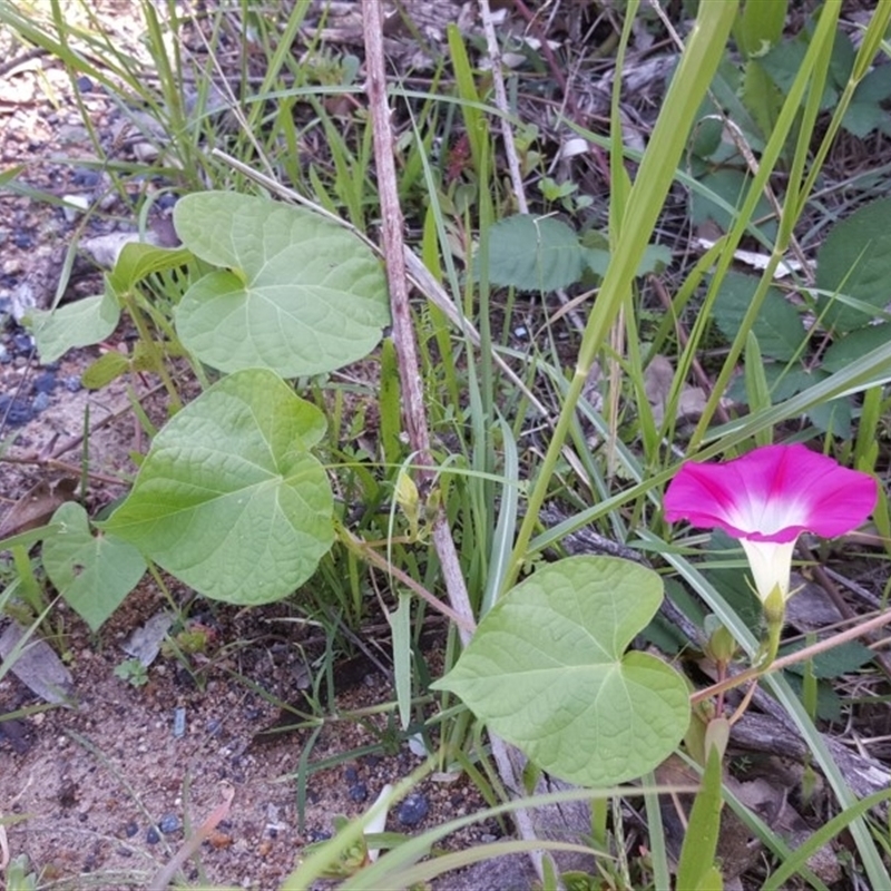 Ipomoea purpurea