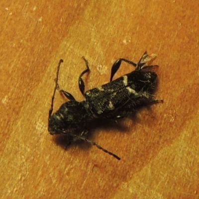 Ipomoria tillides