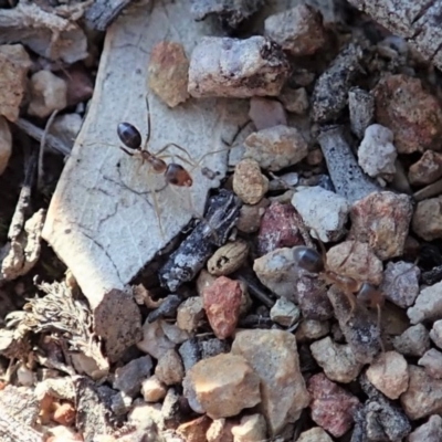 Iridomyrmex dromus