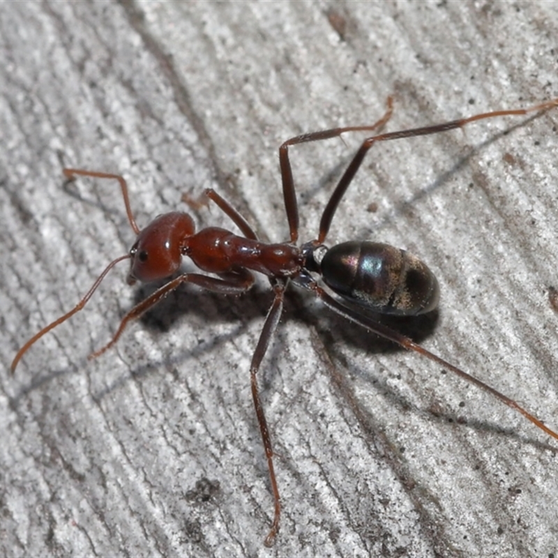 Iridomyrmex purpureus