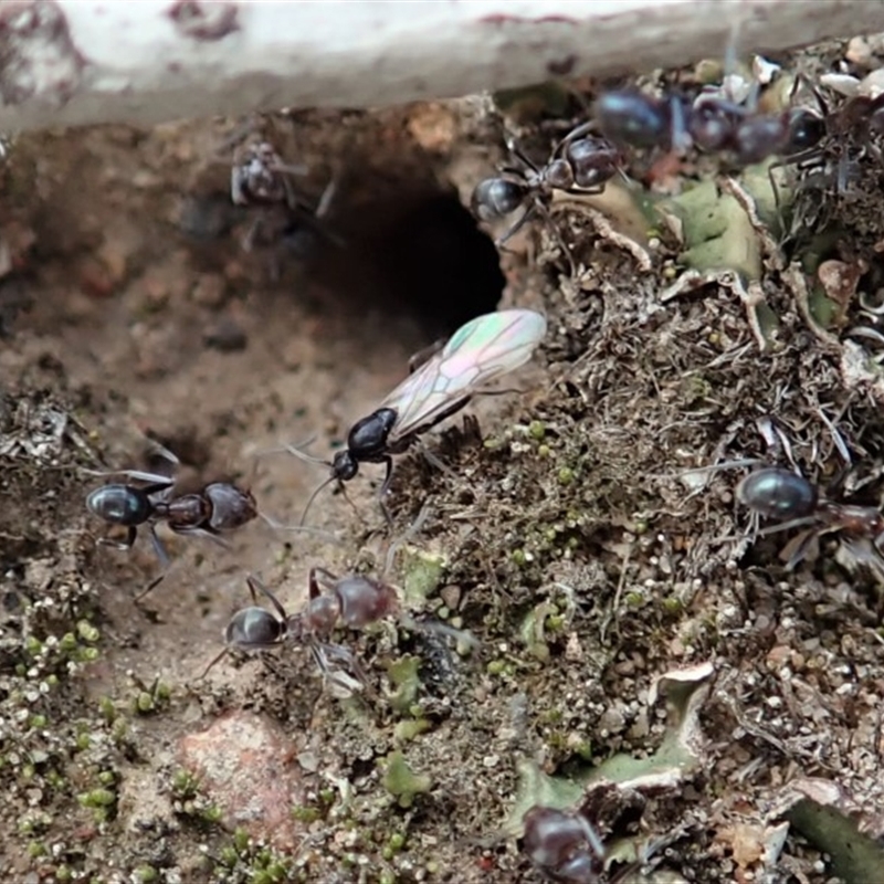 Iridomyrmex rufoniger