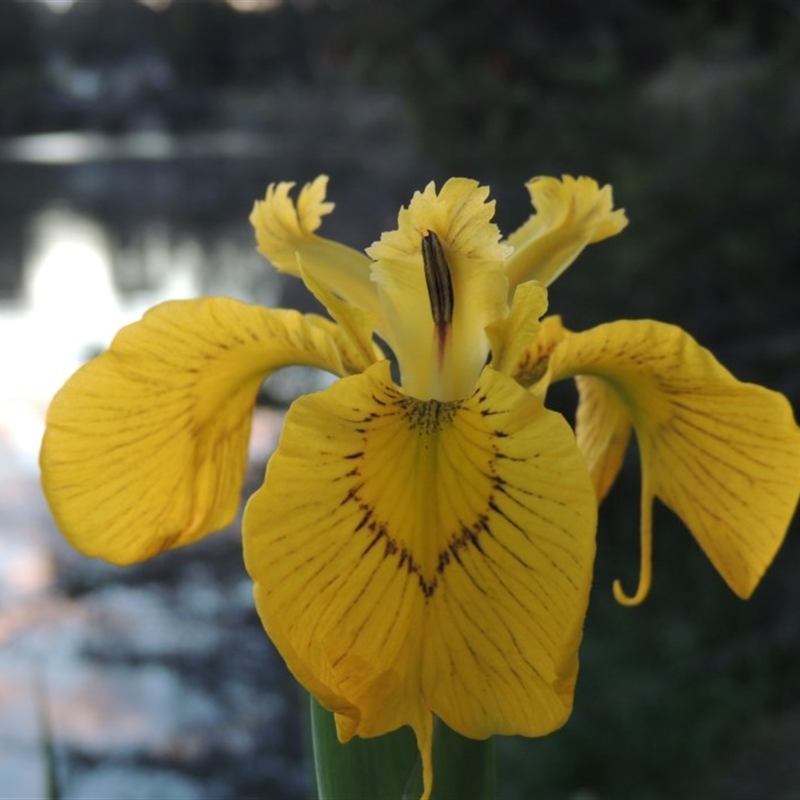 Iris pseudacorus