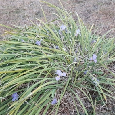 Iris unguicularis