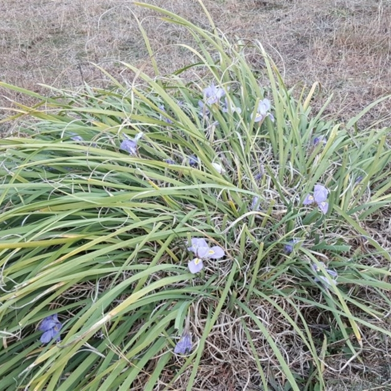 Iris unguicularis