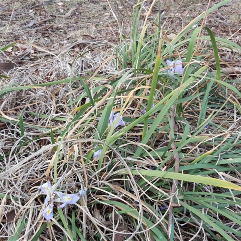 Iris unguicularis