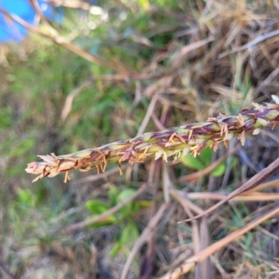 Ischaemum triticeum