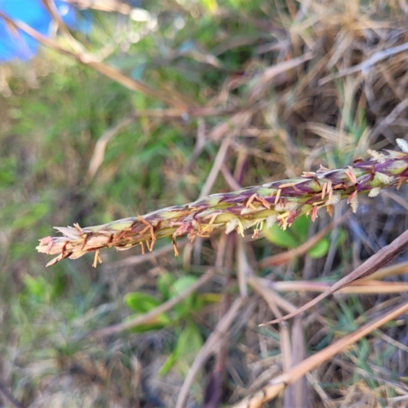 Ischaemum triticeum