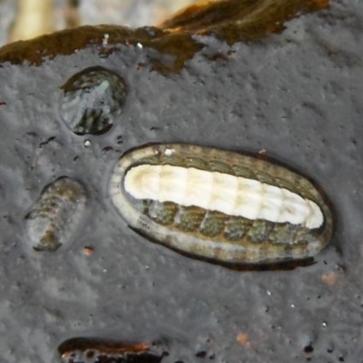 Ischnochiton (Ischnochiton) elongatus