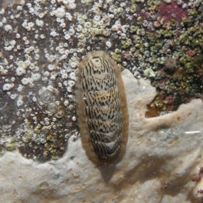 Ischnochiton (Ischnochiton) lineolatus
