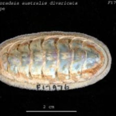 Ischnochiton (Ischnoradsia) australis