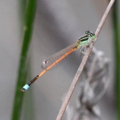 Ischnura aurora