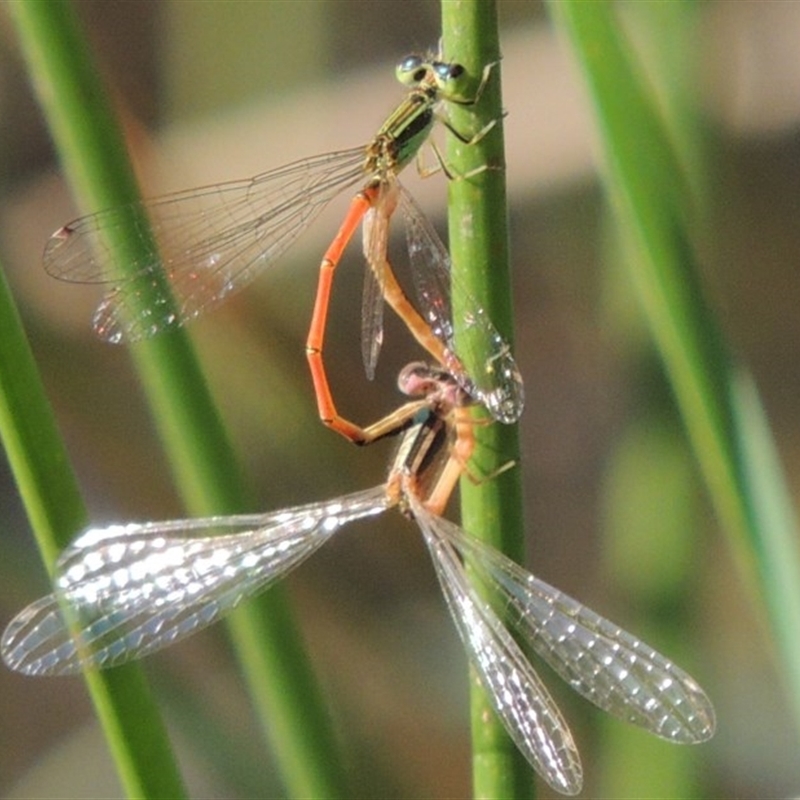 Ischnura aurora