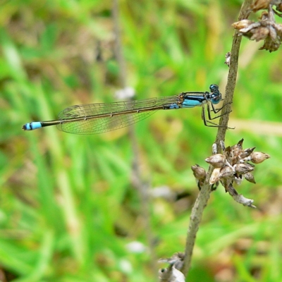 Ischnura heterosticta