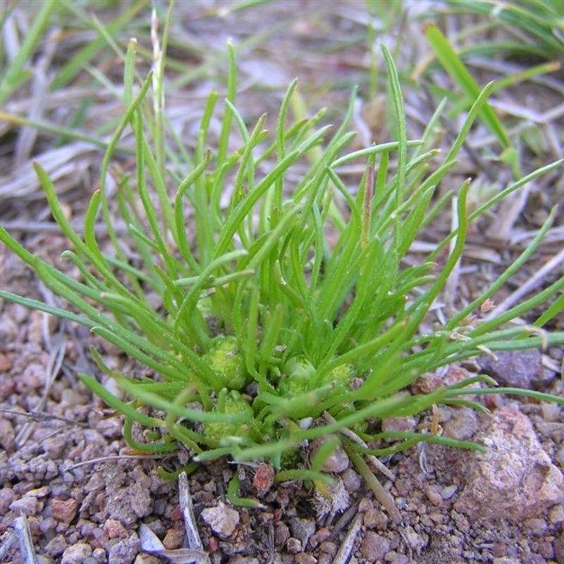 Isoetopsis graminifolia