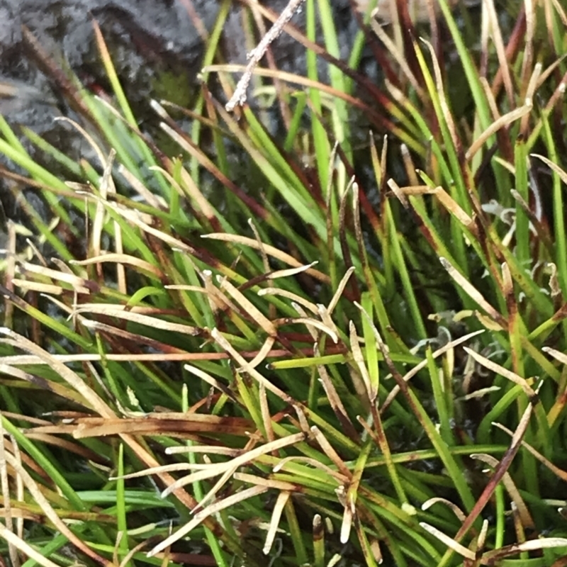 Isolepis aucklandica