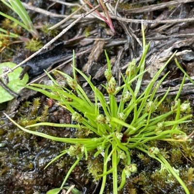 Isolepis cernua