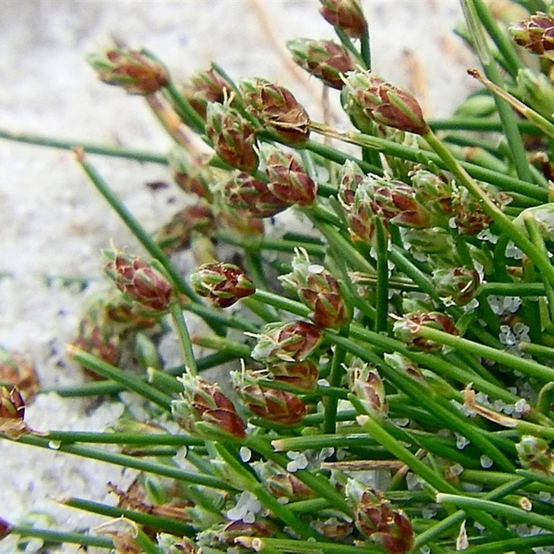 Isolepis cernua