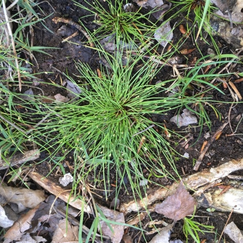 Isolepis cernua