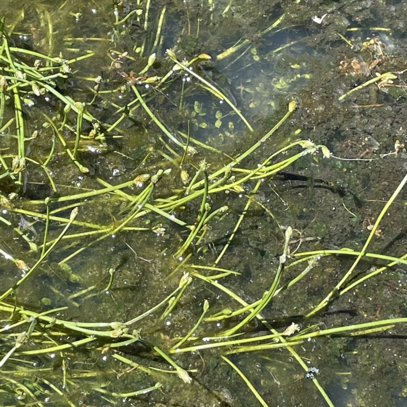 Isolepis crassiuscula