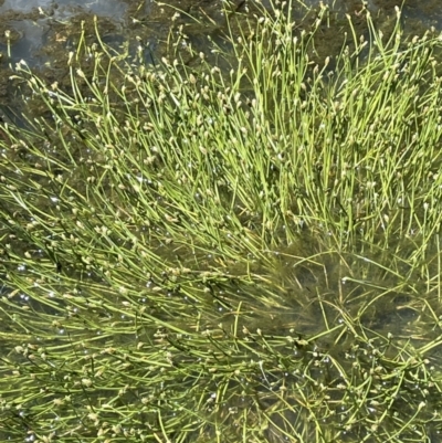 Isolepis crassiuscula