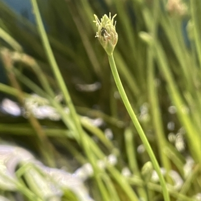 Isolepis crassiuscula