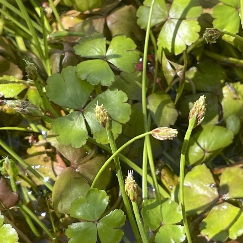 Isolepis fluitans