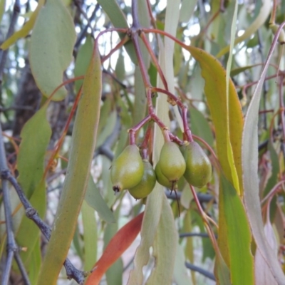 Amyema miquelii