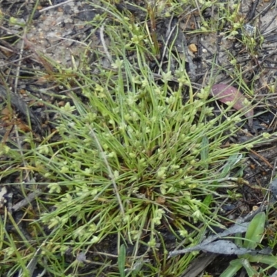 Isolepis inundata