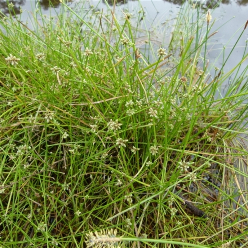 Isolepis inundata