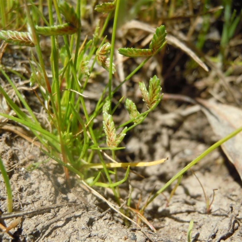 Isolepis levynsiana