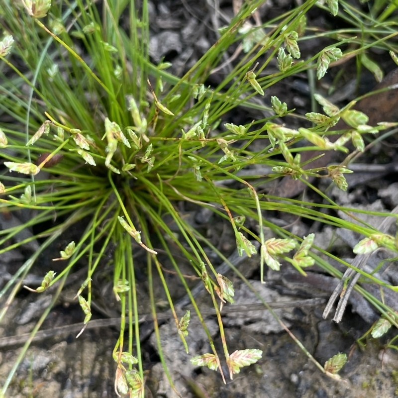 Isolepis levynsiana