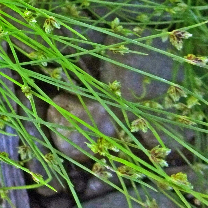 Isolepis marginata