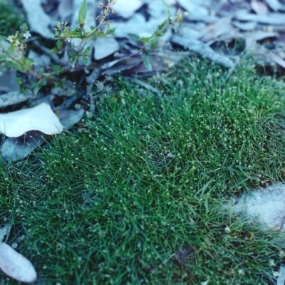 Isolepis platycarpa