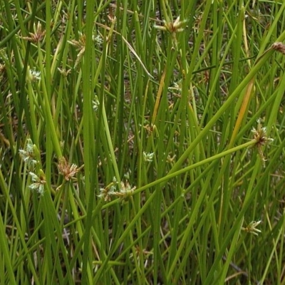 Isolepis prolifera