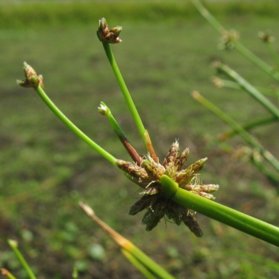 Isolepis prolifera