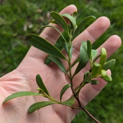 Amyema miraculosa subsp. boormanii
