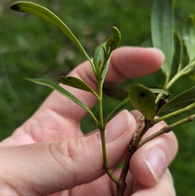 Amyema miraculosa subsp. boormanii