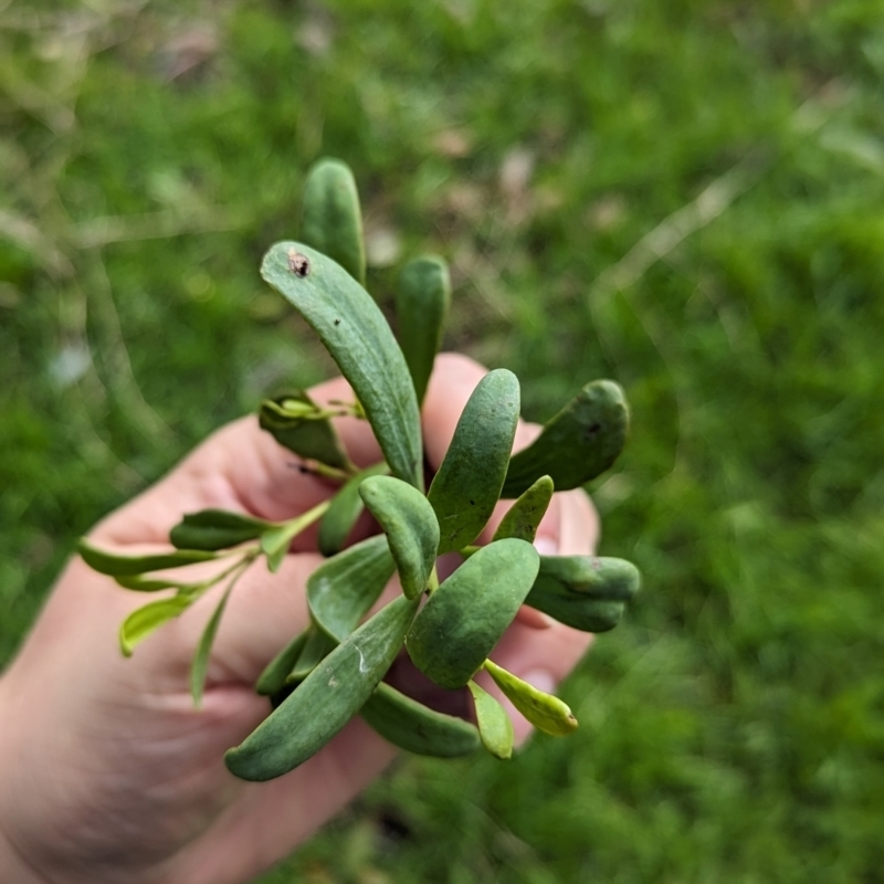 Amyema miraculosa subsp. boormanii