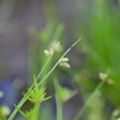 Isolepis sp.