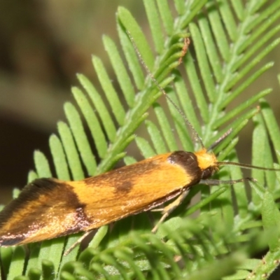 Isomoralla pyrrhoptera