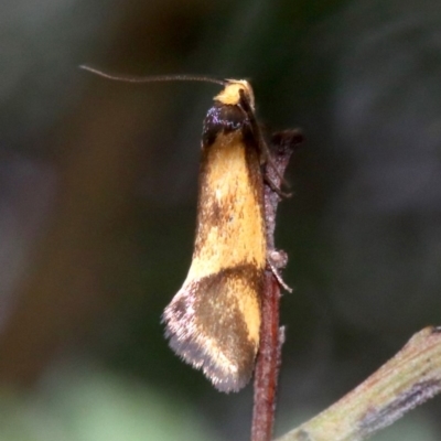 Isomoralla pyrrhoptera