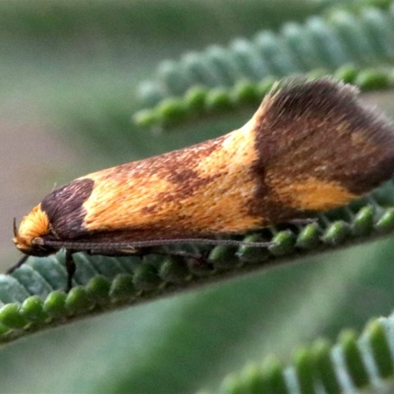 Isomoralla pyrrhoptera