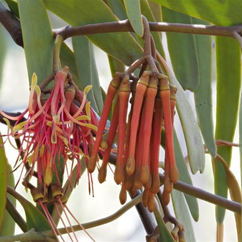 Amyema pendula subsp. pendula