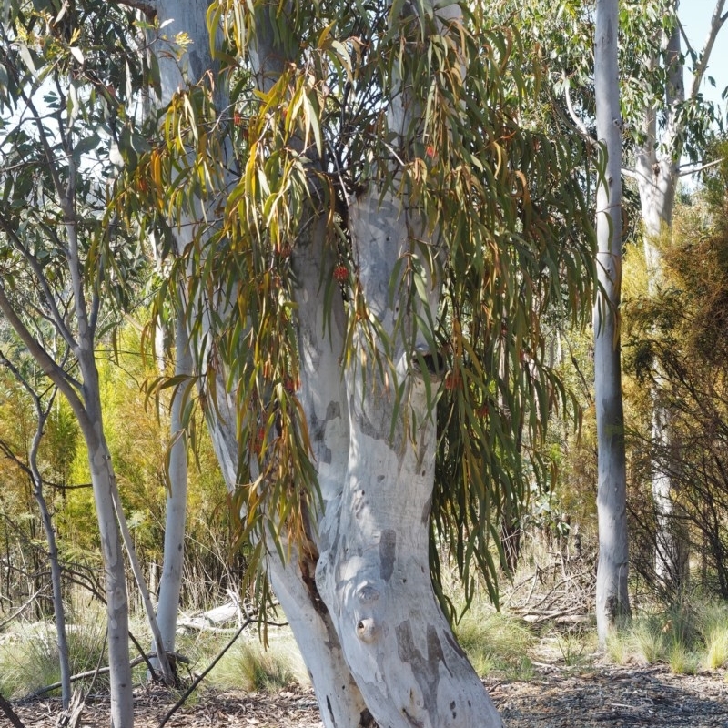 Amyema pendula subsp. pendula